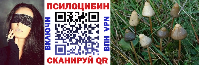 сколько стоит  Барнаул  Галлюциногенные грибы MAGIC MUSHROOMS 